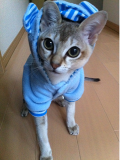 image-20111212204959.png