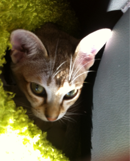 image-20120103034249.png