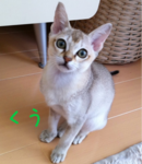 iphone/image-20110929150422.png