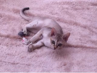 image-20111001002227.png