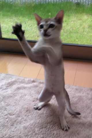 image-20111001003647.png