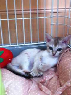 image-20111003202621.png