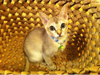 image-20111020200816.png