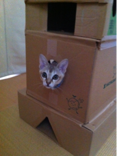 image-20111028005208.png