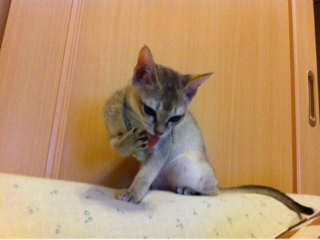 image-20111028005737.png