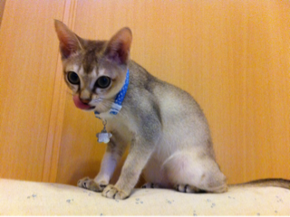 image-20111028005758.png
