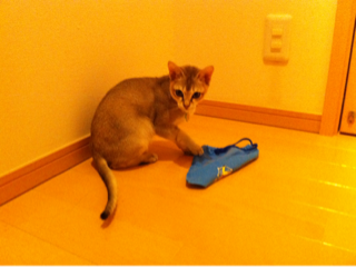 image-20111128220027.png