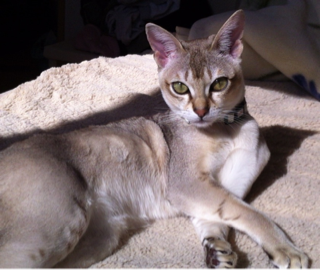 image-20120227160350.png